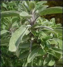 Elle est prcieuse en charcuterie pour les pts auquels elle donne un got original