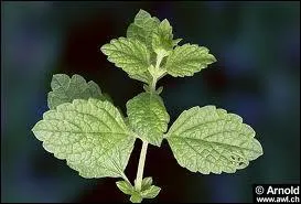 Elle dgage en t une agrable odeur de citron, elle est utilise surtout en infusion