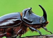 Quiz Les insectes (1)