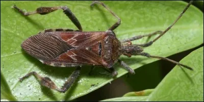 Quel insecte porte le nom d'un petit clou dont on se sert pour afficher des posters ?