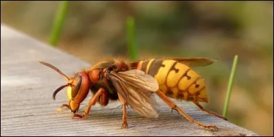 Le frelon est une abeille.