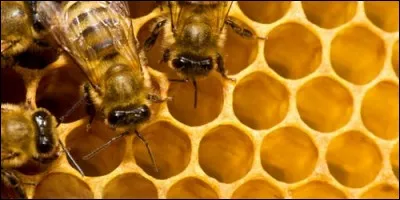 Comment appelle-t-on les cases d'une ruche ?