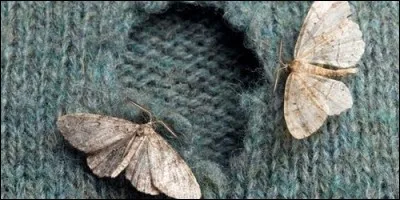 Change une lettre du mot "vite" et trouve le petit papillon qui mange la laine. Il s'agit de :