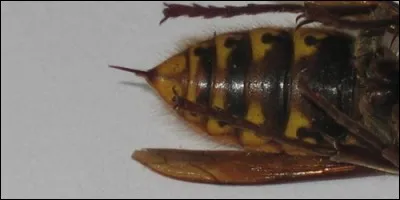 Avec quelle partie pointue de son corps la guêpe se défend-elle ?