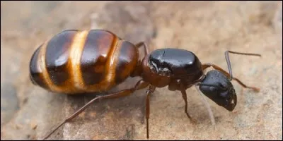 Je ponds les ufs chez les fourmis et je suis aussi la femme du roi. Que suis-je ?