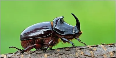 Quel insecte brun et roux, et aussi le nom d'un gros animal à une ou deux cornes qui vit dans la savane africaine ?