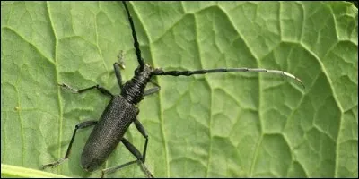 Comment s'appelle ce grand insecte cornu, qui est aussi un signe astrologique ?