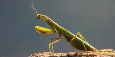 Sur le corps d'un insecte, où se trouvent les organes de reproduction ?