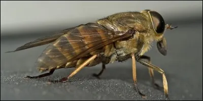 En changeant une lettre du mot "faon", on trouve le nom d'une grosse mouche qui suce le sang. De quel mot s'agit-il ?