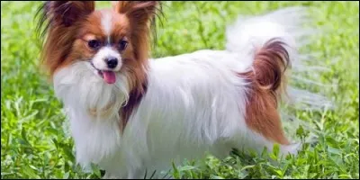 Cet insecte porte le nom d'une race de chien. Lequel est-ce ?