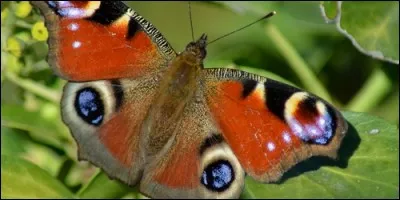 Le paon du jour est un papillon.
