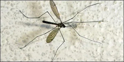 Quel membre de ta famille porte le même nom qu'un insecte ?