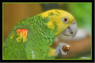 Quel est ce dr�le de Coco ?