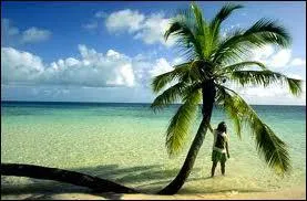 Quelle taille peut atteindre un cocotier ?