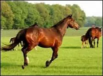 How do you translate 'queue' in english ?