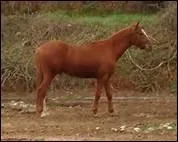 How do you translate 'grasset' in english ?