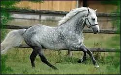 How do you translate 'jambe' in english ?