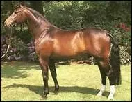 How do you translate 'pointe du jarret' in english ?