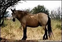 How do you translate 'chtaigne' in english ?