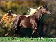 How do you translate 'dos' in english ?