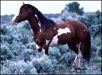 How do you translate 'croupe' in english ?