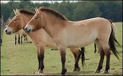 How do you translate 'ventre' in english ?