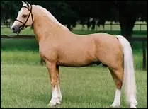 How do you translate 'flanc' in english ?