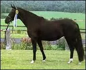 How do you translate 'fourreau' in english ?