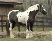 How do you translate 'cuisse' in english ?