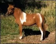 How do you translate 'fesse' in english ?