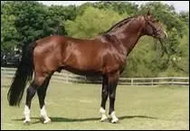 How do you translate 'poitrail' in english ?