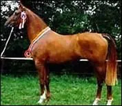 How do you translate 'avant-bras' in english ?