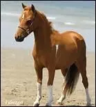 How do you translate 'tendons' in english ?