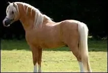 How do you translate 'ergot et fanon' in english ?