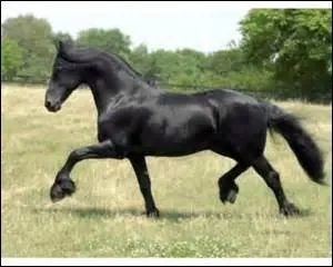 How do you translate 'paturon' in english ?