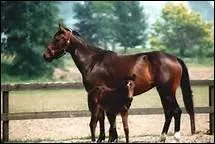 How do you translate 'sabot' in english ?