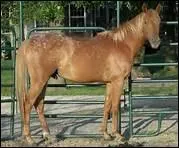 How do you translate '�paule' in english ?