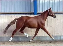 How do you translate 'pointe de l'�paule' in english ?