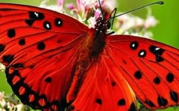 Quiz Insectes