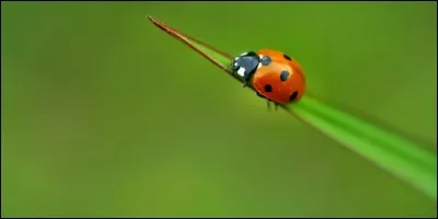 Si elle n'est pas rouge, de quelle couleur peut-être la coccinelle ?