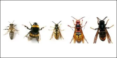 A quelle famille appartiennent les mouches, les moustiques et les moucherons ?