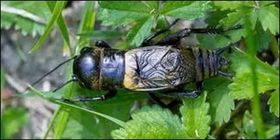 Que fait le grillon ?