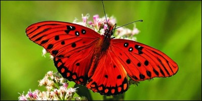 Quel petit insecte se transforme en papillon ?
