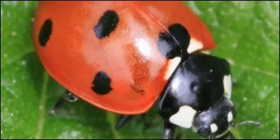 Combien de pattes ont tous les insectes ?