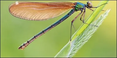 Quel insecte, aux ailes transparentes et au long corps, vole souvent au-dessus de l'eau ?