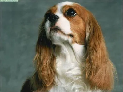 Voici trois affirmations sur les chiens anglais : laquelle est FAUSSE ?