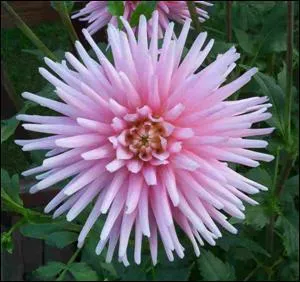 Comment se nomme celle-ci ?