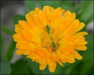 Comment s'appelle cette fleur ?