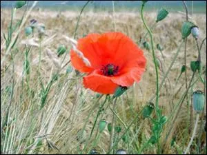 Quelle est cette fleur ?