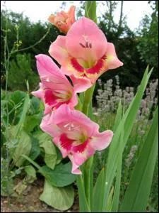 Comment s'appelle cette fleur ?